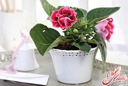 Gloxinia catifea lux pe fereastra ta