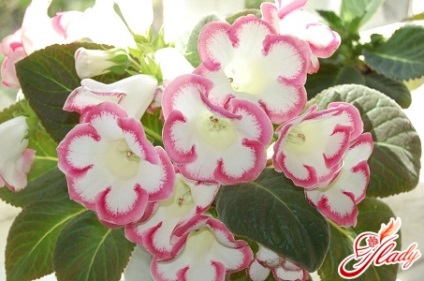 Gloxinia catifea lux pe fereastra ta