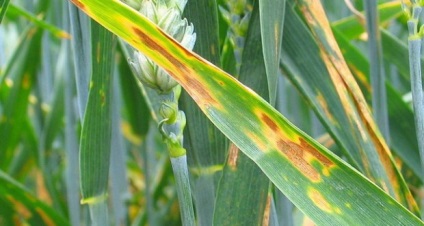 Boli fungice ale plantelor de interior, tratament