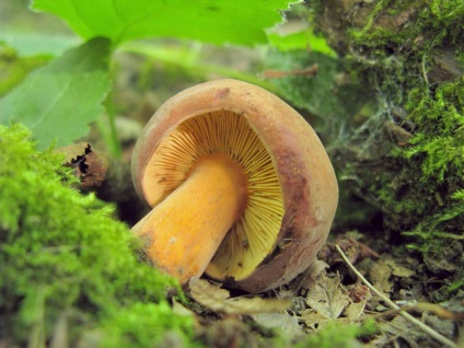 Ciuperci rosu-maro, totul despre fotografie de ciuperci, beneficiați