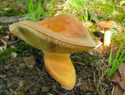 Ciuperci rosu-maro, totul despre fotografie de ciuperci, beneficiați