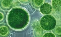 Informații despre Chlorella Microalgae