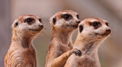 Interesante despre meerkats (lat