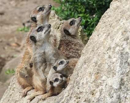 Interesante despre meerkats (lat