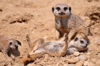 Interesante despre meerkats (lat