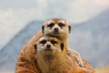 Interesante despre meerkats (lat