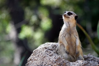 Interesante despre meerkats (lat