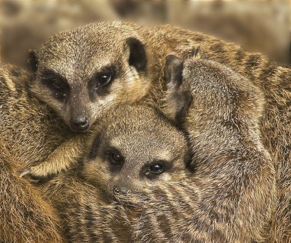 Interesante despre meerkats (lat