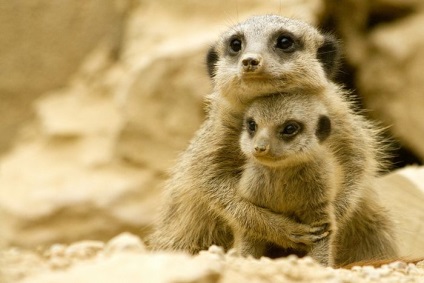 Interesante despre meerkats (lat