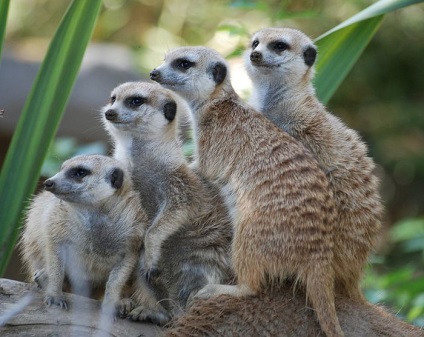 Interesante despre meerkats (lat