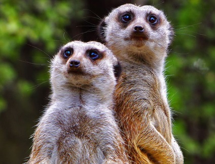 Interesante despre meerkats (lat