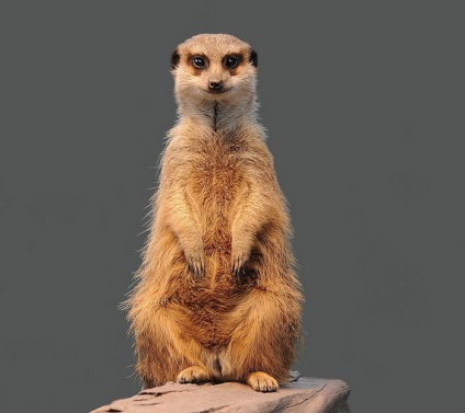 Interesante despre meerkats (lat