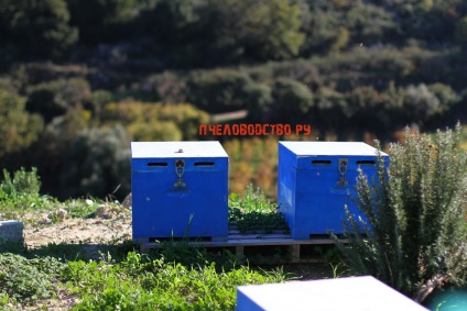 Interviu cu apicultorul grec de pe insula Creta