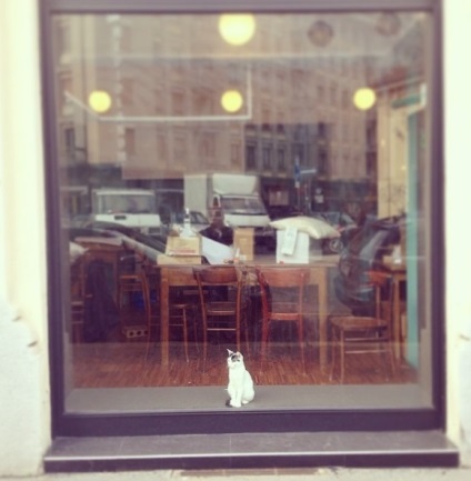 Cafeneaua unei pisici nebune - și - a gândacului - o instituție din Milano, o vizită pe care o vei aminti de mult timp -