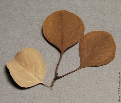 Cum de a conserva rapid frunzele în glicerină - târg de maeștri - manual, manual