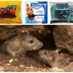 Cum să scapi de șoareci și șobolani într-o casă privată cu remedii folclorice