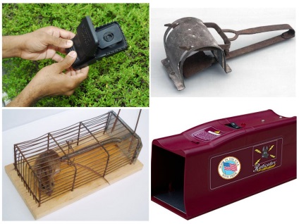 Cum să scapi de șoareci și șobolani într-o casă privată cu remedii folclorice