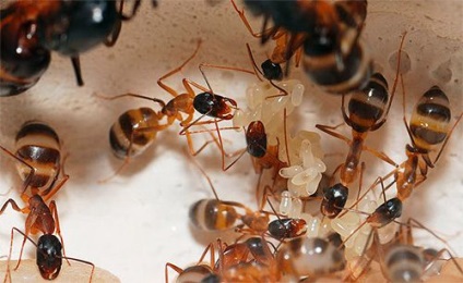 Cum sa scapi de furnici in curtea din spate