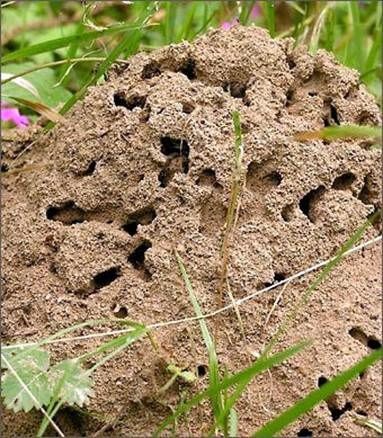 Hogyan lehet megszabadulni a hangyákról a kertben?