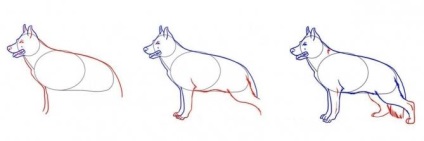 Cum să desenezi pas cu pas un păstor german în creion