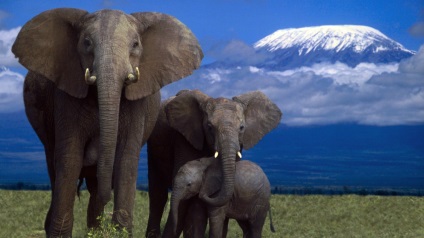Cum elefanții comunică cu natura