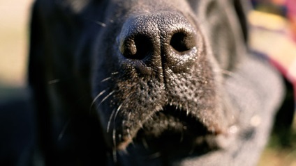 Cum de a determina dacă un câine are un corp străin blocat în nas ca să determine dacă câinele are un nas