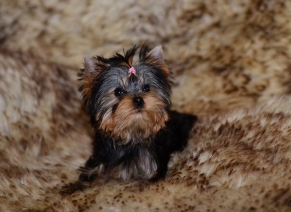 Cum se determină vârsta unui terrier Yorkshire