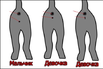 Hogyan mondjam el egy macskát egy macskából?