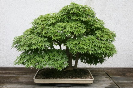 Care bonsai să aleagă un începător