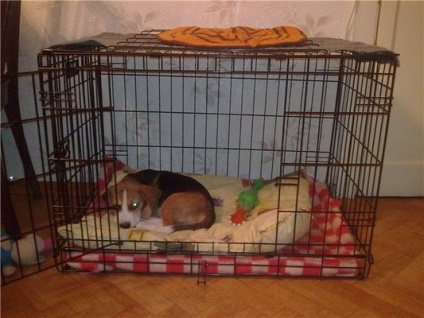 Cum să obișnuiți un câine într-o cușcă (cutie) - adăpost pentru câini g