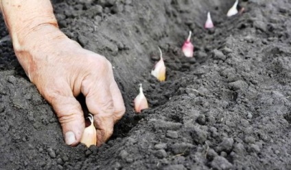 Hogyan növekszik a fokhagyma és milyen beruházásra van szükség ehhez?