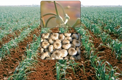 Cum se cultivă usturoiul și ce fel de investiție este necesară pentru acest lucru