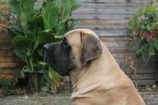 Cum de a alege un mastiff englez de catelus cum sa alegi un mastiff catelus