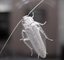 Cum arată gândacii cu o fotografie într-o imagine, o descriere