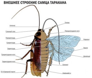 Cum arată gândacii cu o fotografie într-o imagine, o descriere