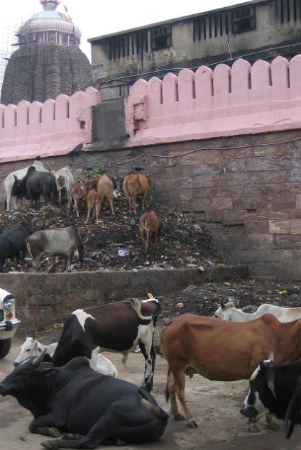 Cum oamenii îngropă oamenii în India