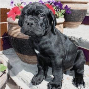 Cane Corso Îngrijire