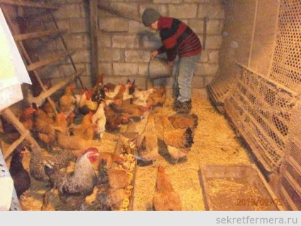 Canibalism (pata) la puii de găină