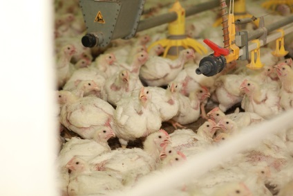 Carantina privind gripa aviară din Tatarstan va fi eliminată în iunie