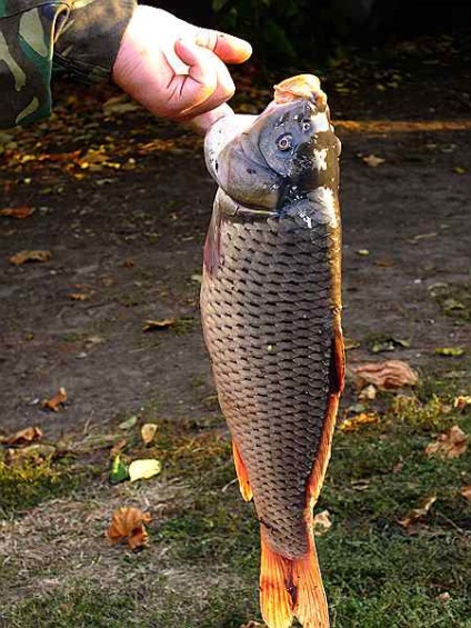 Carp a sütőben alma recept a lelkes ponty