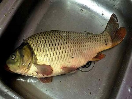 Carp a sütőben alma recept a lelkes ponty