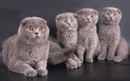 Imagini ale pisicilor din Scottish Fold