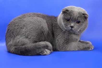 Imagini ale pisicilor din Scottish Fold