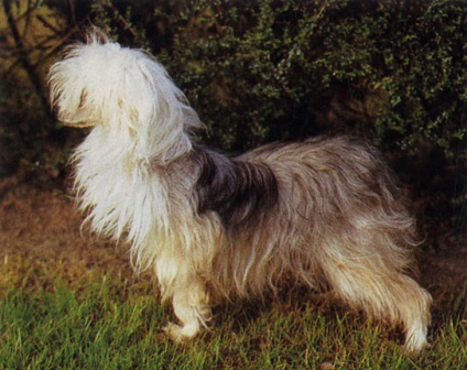 Chinezul Crested Dog 1988 Palmer J