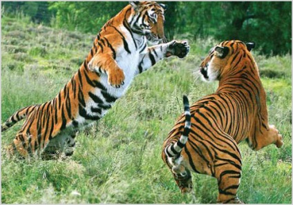 Chineză fotografie tigru, video, descrierea unui animal, stilul de viață