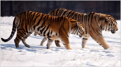 Kínai tigris fotó, videó, állat leírása, életmód