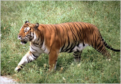 Kínai tigris fotó, videó, állat leírása, életmód