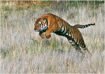 Chineză fotografie tigru, video, descrierea unui animal, stilul de viață