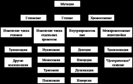 Clasificarea mutațiilor - variabilitate mutațională