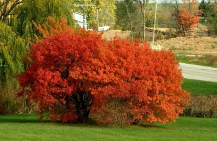 Maple Tatar fotó, leírás, ültetés, gondozás, termesztés, előny